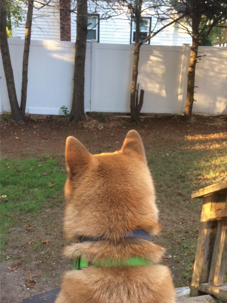 dog staring at a fence