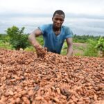 Why chocolate is ridiculously expensive right now