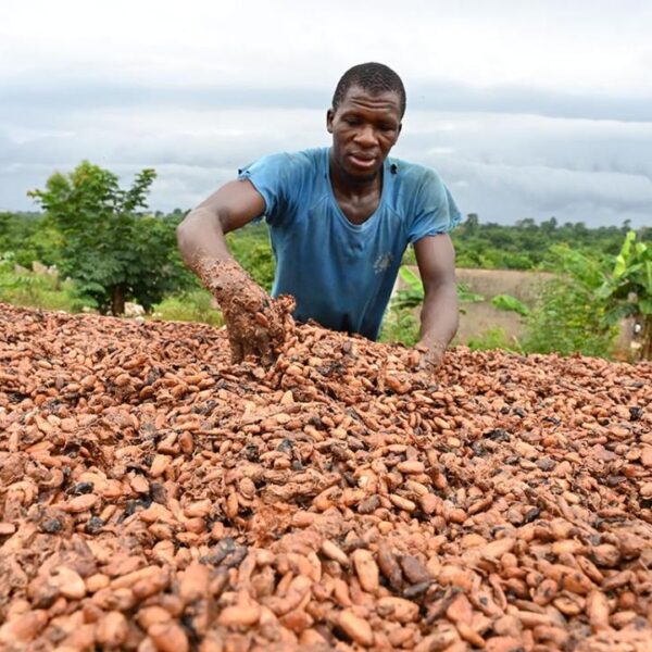 DO NOT REUSE grist chocolate expensive